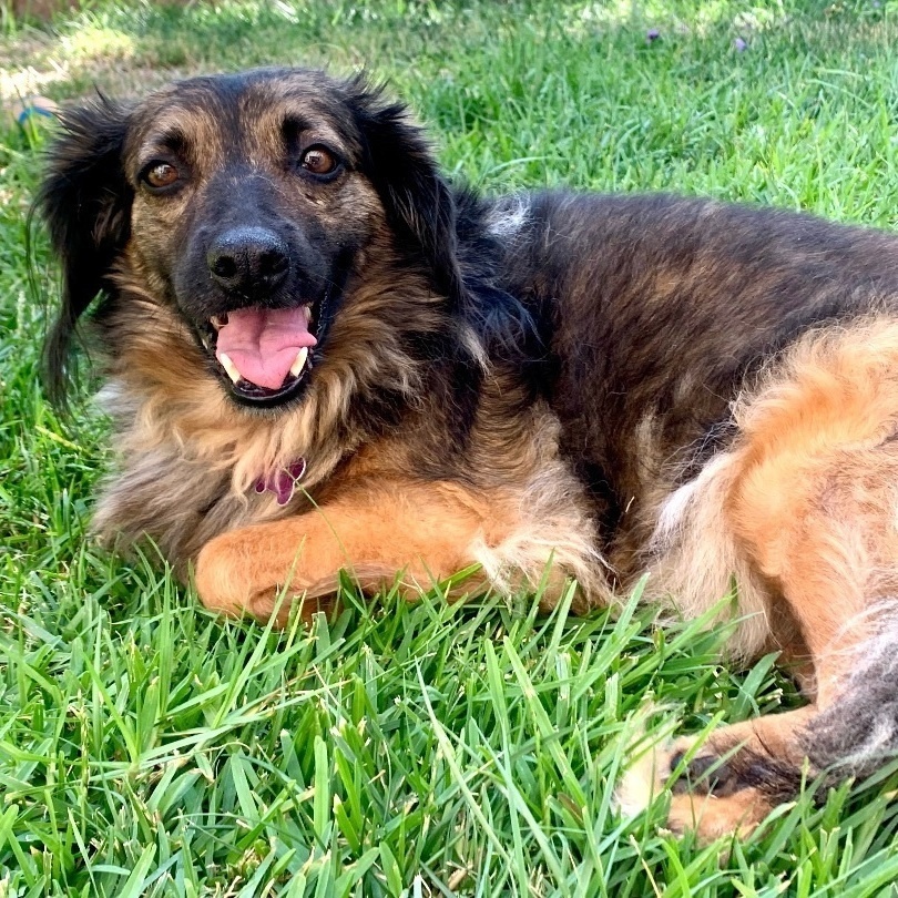Enlarge Bambi, a Adoptable mixed breed in Newport Beach, CA image 1/5