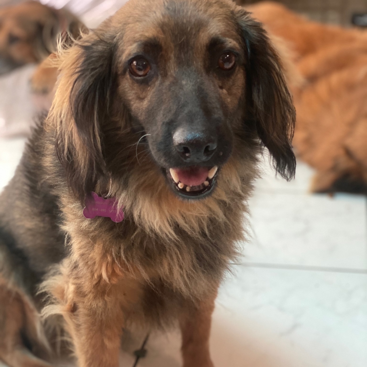 Enlarge Bambi, a Adoptable mixed breed in Newport Beach, CA image 4/5