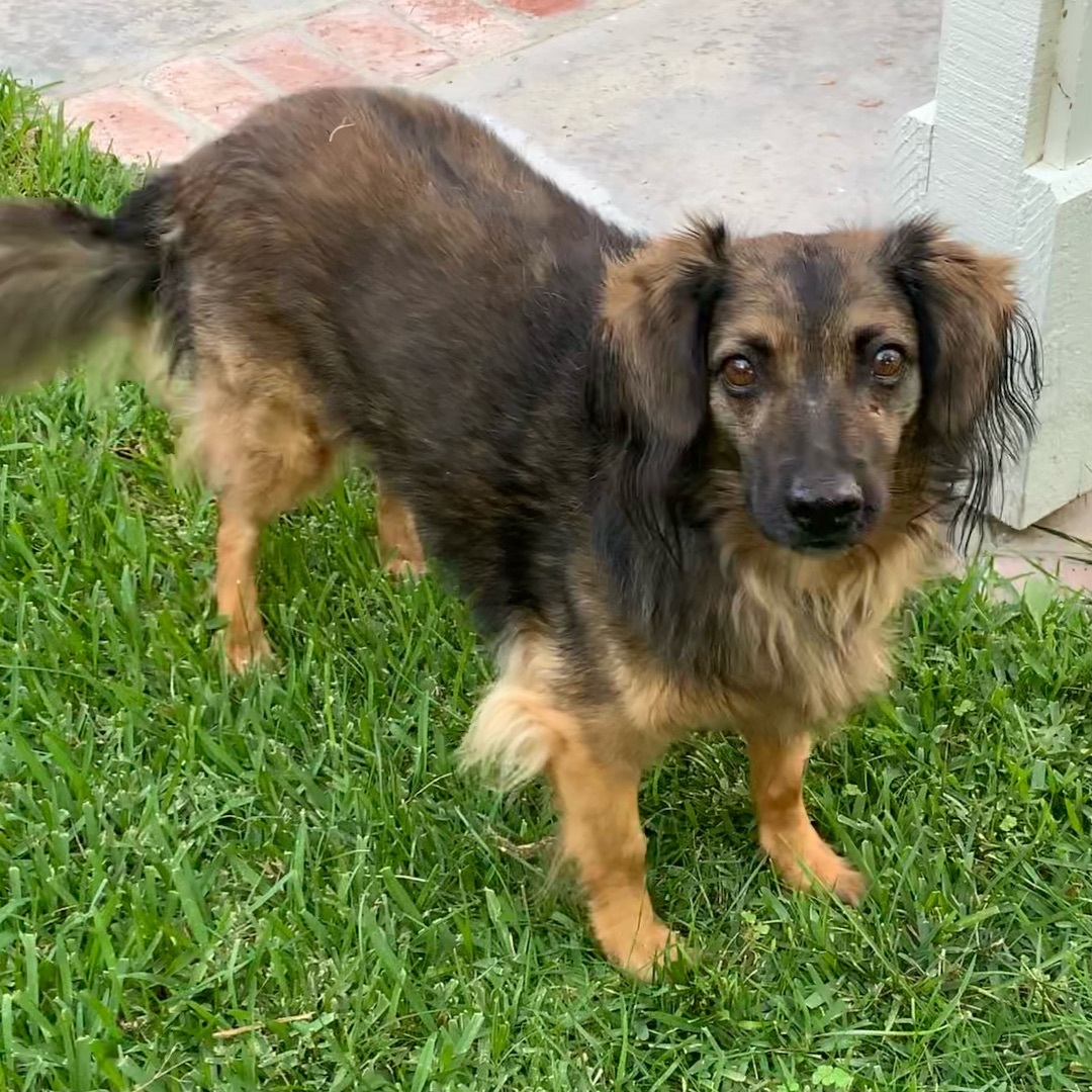 Enlarge Bambi, a Adoptable mixed breed in Newport Beach, CA image 5/5