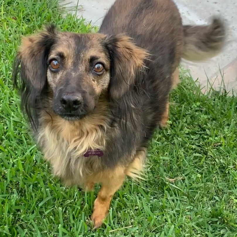 Enlarge Bambi, a Adoptable mixed breed in Newport Beach, CA image 2/5