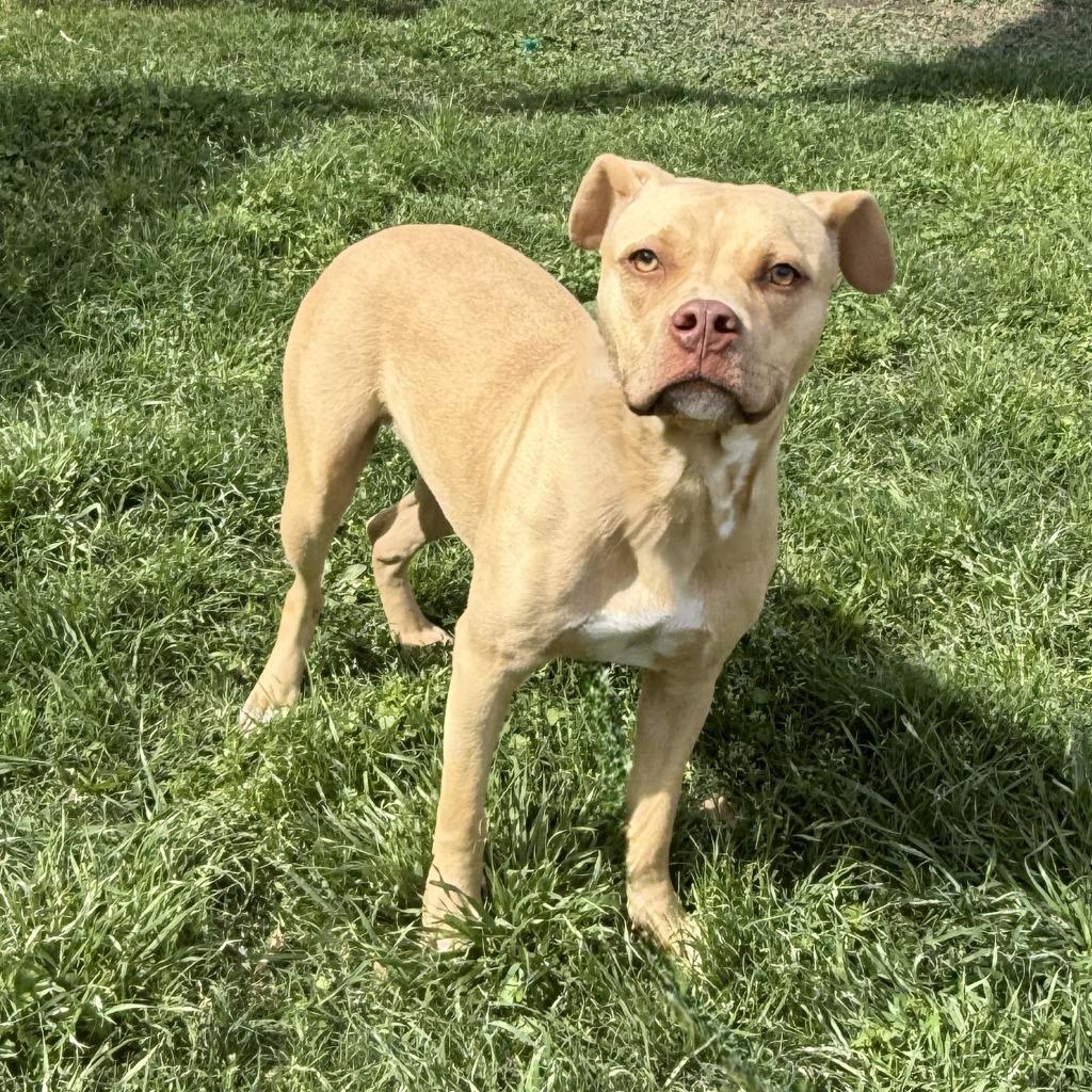 Enlarge Fawn, a Adoptable Pit Bull Terrier in Brenham, TX image 2/6