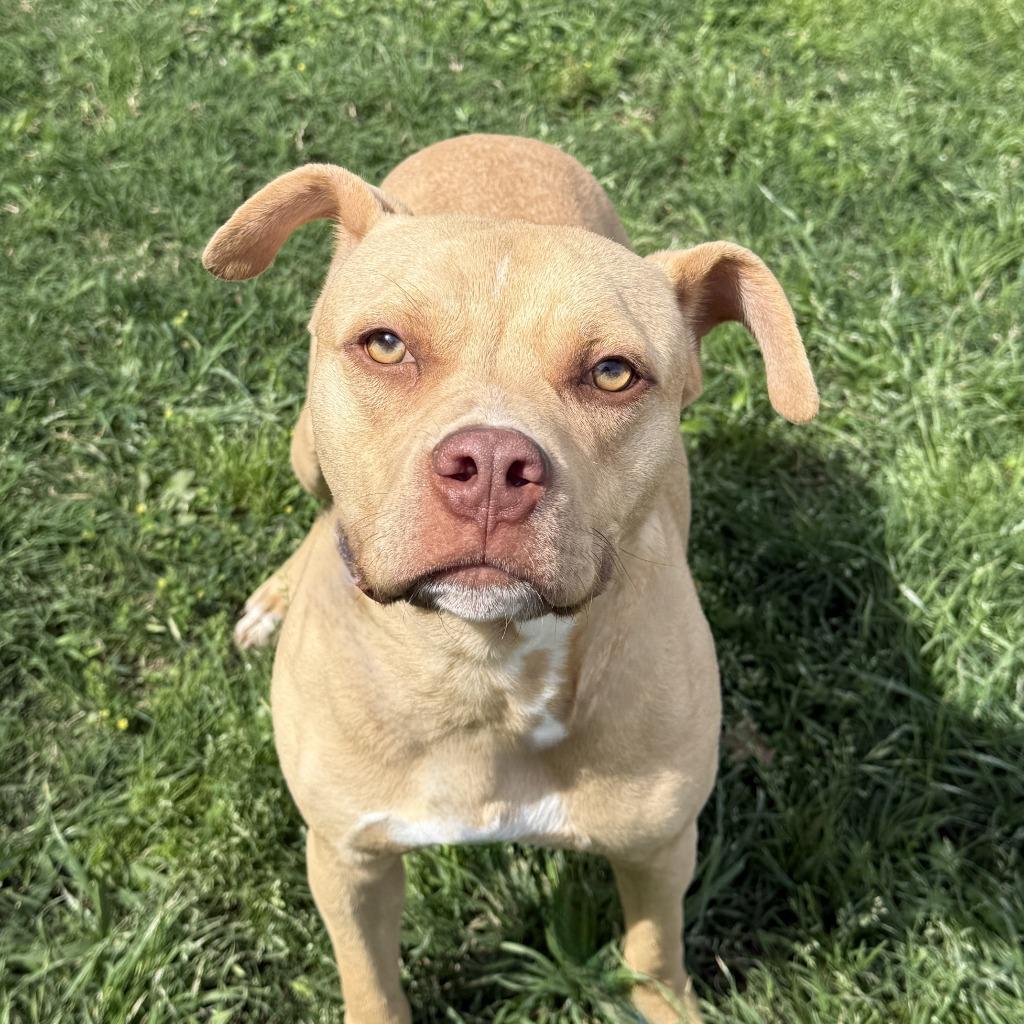 Enlarge Fawn, a Adoptable Pit Bull Terrier in Brenham, TX image 3/6