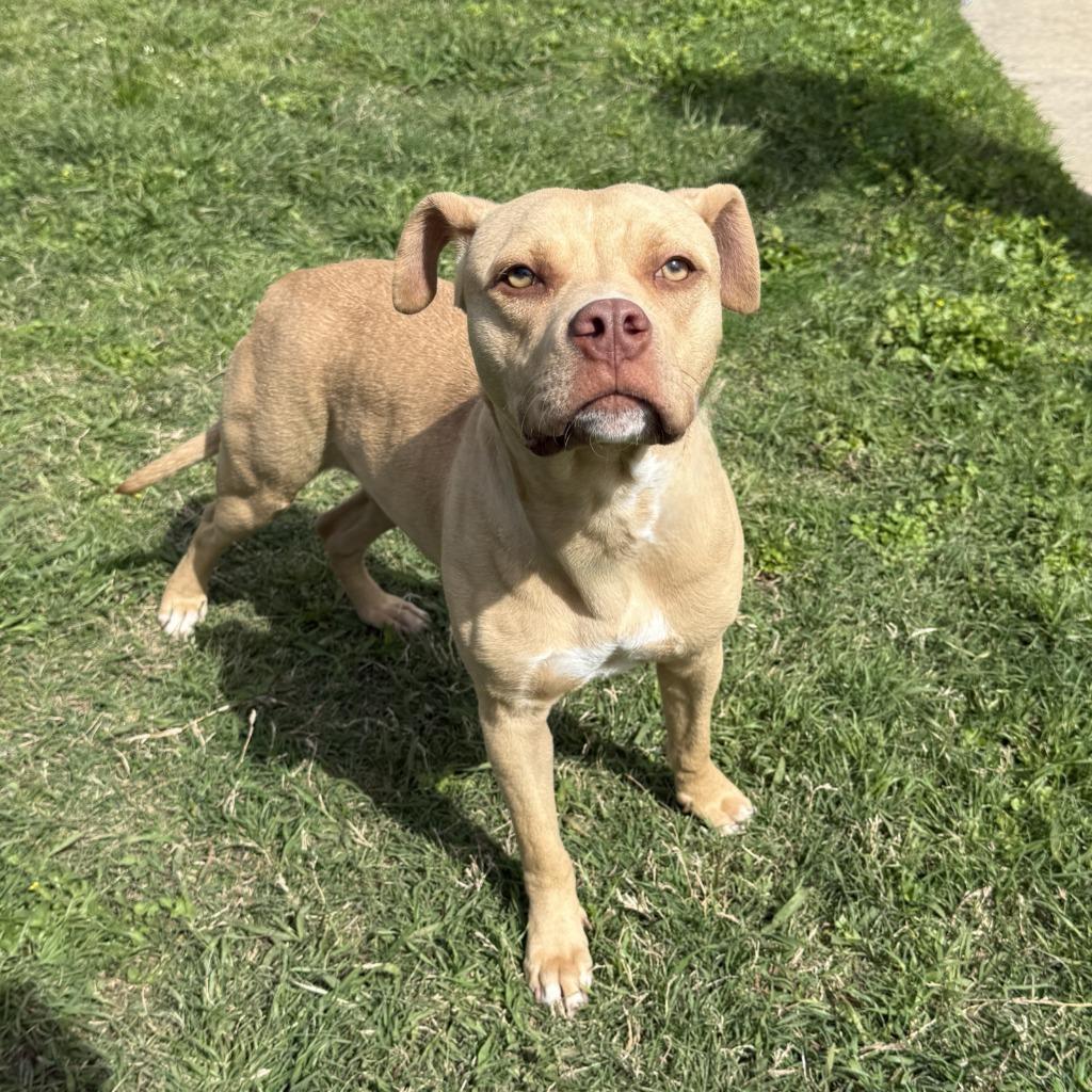 Enlarge Fawn, a Adoptable Pit Bull Terrier in Brenham, TX image 4/6