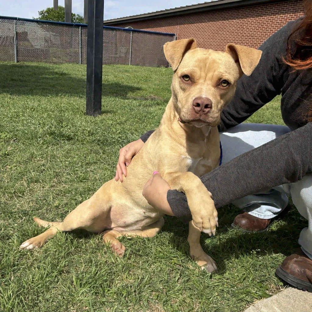 Enlarge Fawn, a Adoptable Pit Bull Terrier in Brenham, TX image 5/6