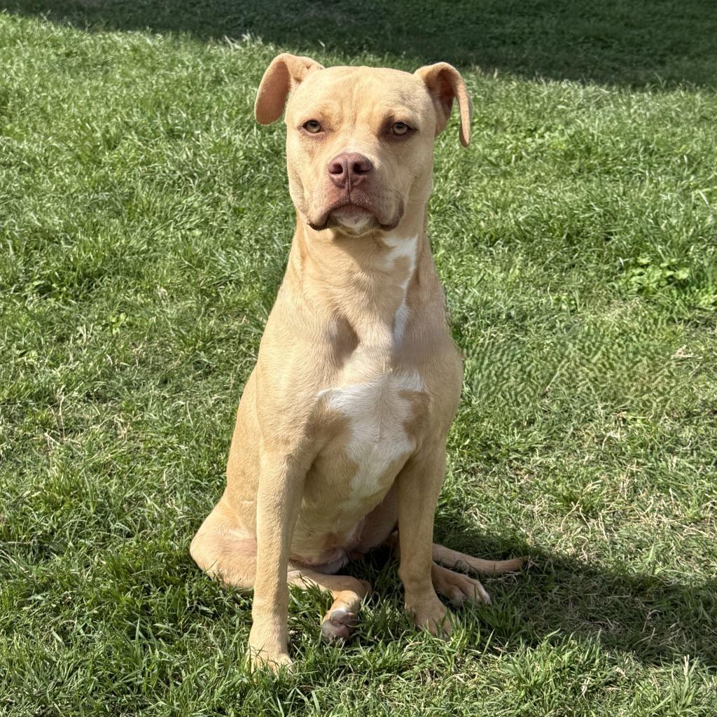 Enlarge Fawn, a Adoptable Pit Bull Terrier in Brenham, TX image 6/6