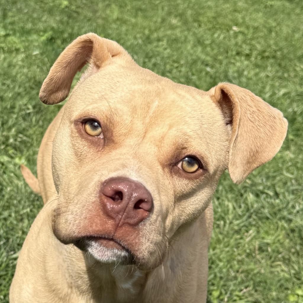Enlarge Fawn, a Adoptable Pit Bull Terrier in Brenham, TX image 1/6