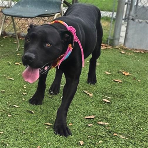 Enlarge GRACE, a Adoptable mixed breed in Gardena, CA image 1/1