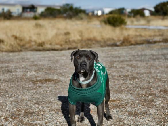 MALLORY, Adoptable, Adult Female Mixed Breed.