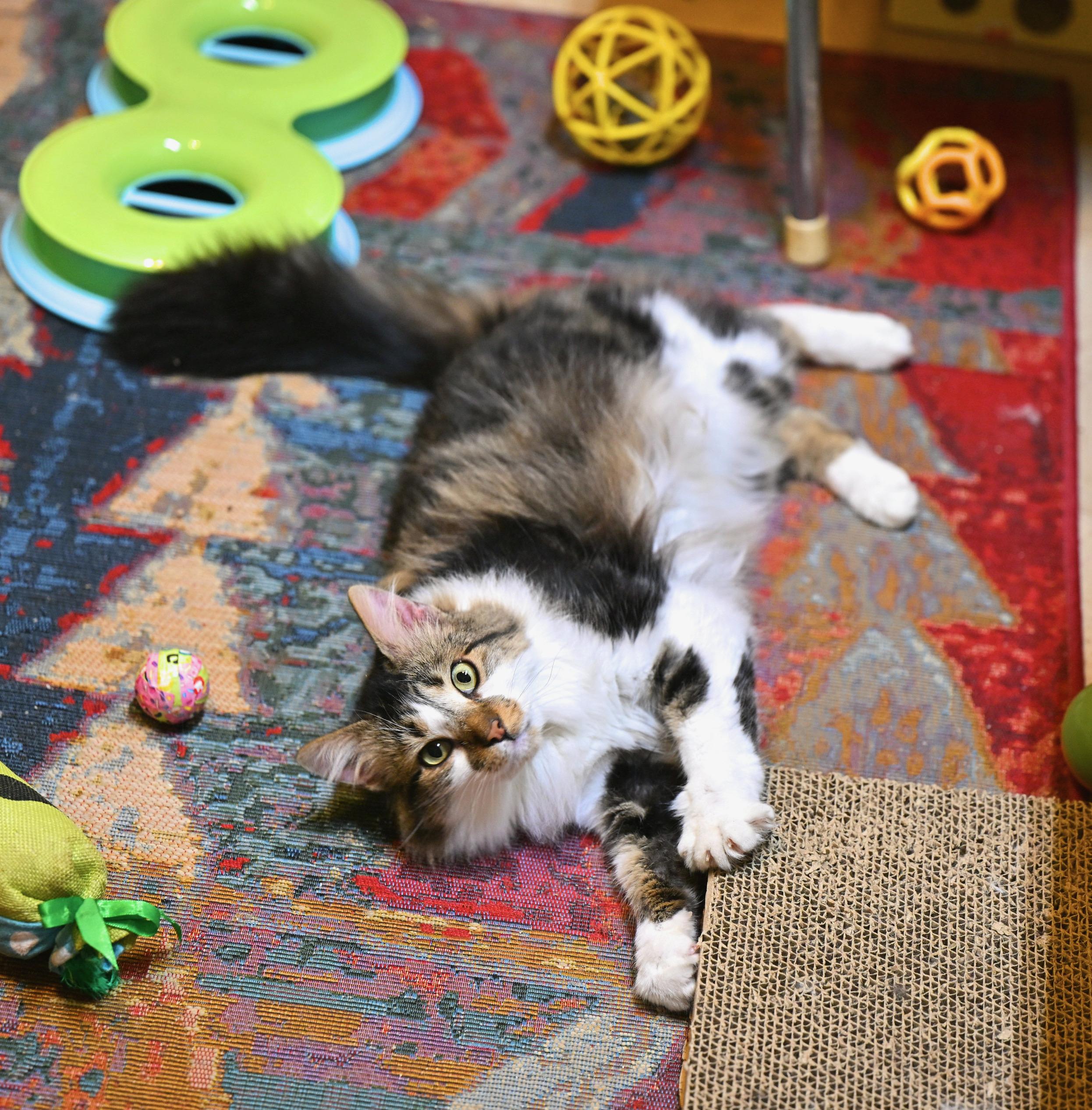 Kimchi, an adopted mixed breed in Epping, NH image 2/4