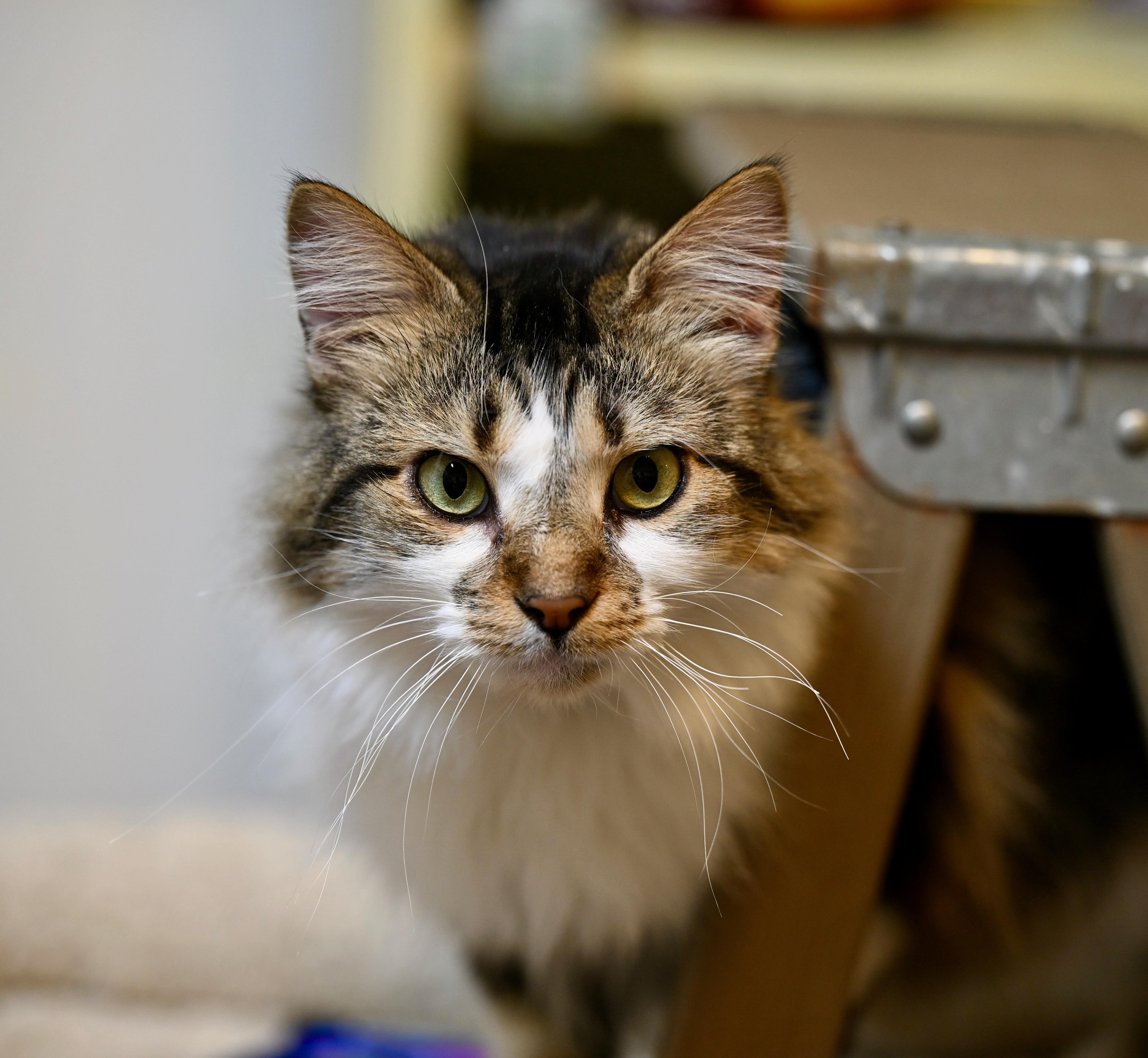 Kimchi, adopted, Adult Female Ragdoll & Calico.