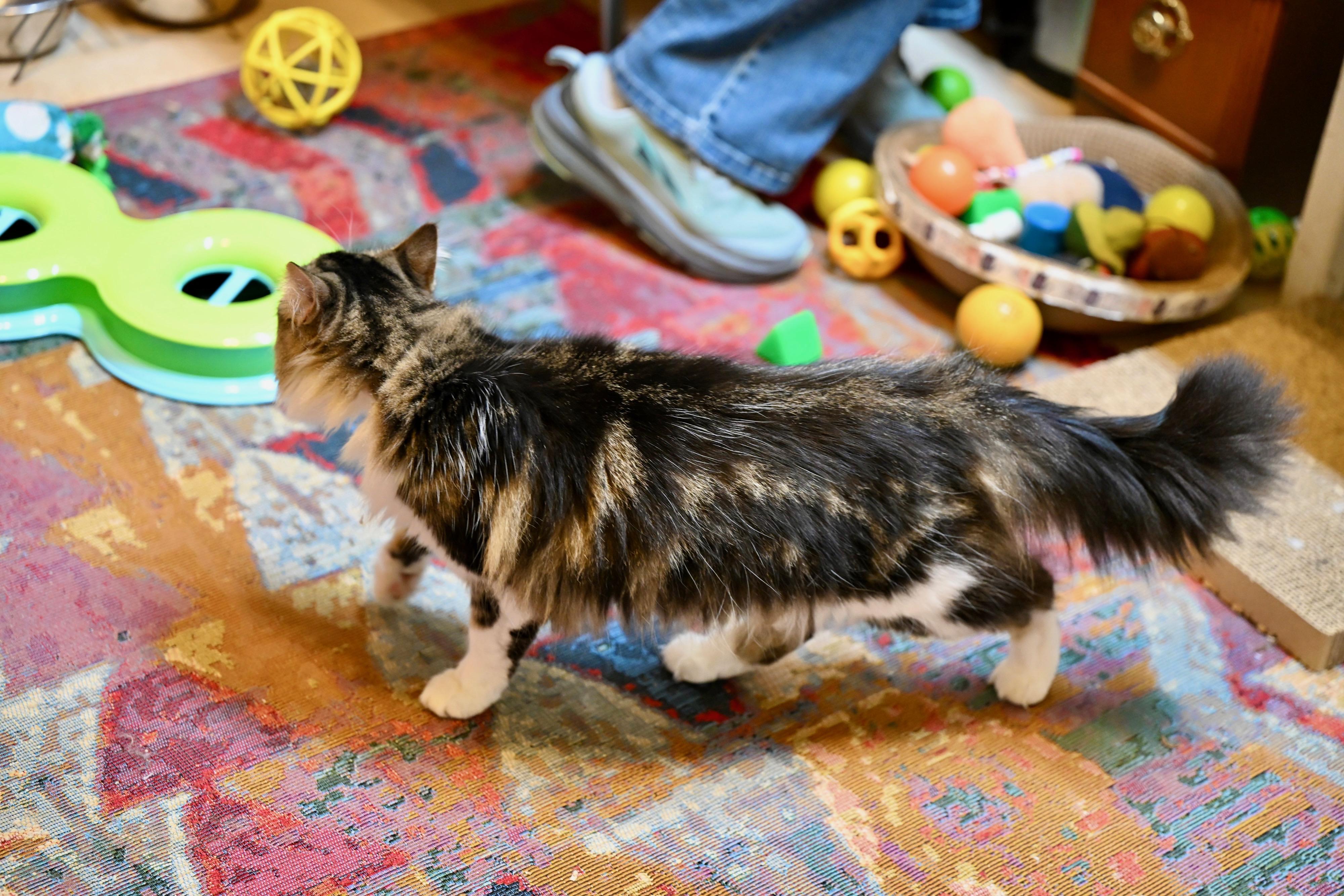 Kimchi, an adopted mixed breed in Epping, NH image 4/4