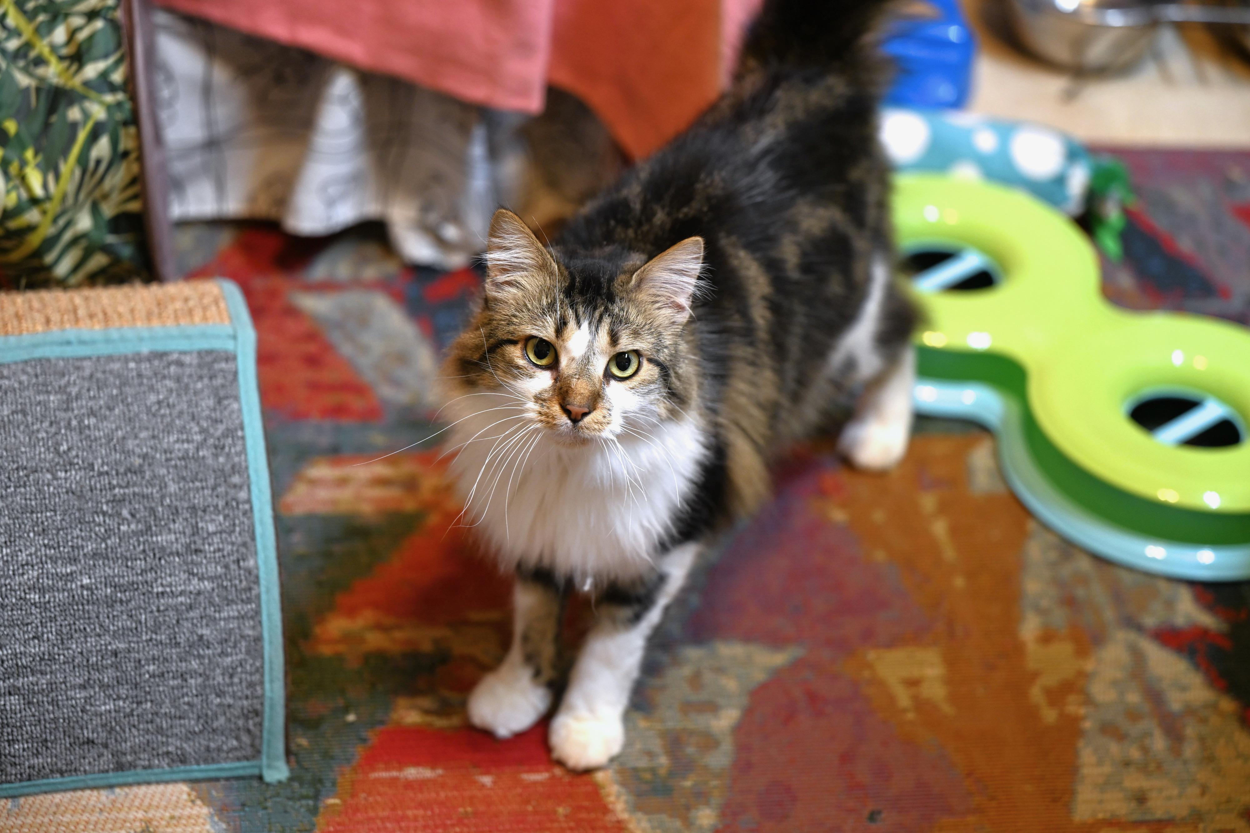 Kimchi, an adopted mixed breed in Epping, NH image 3/4