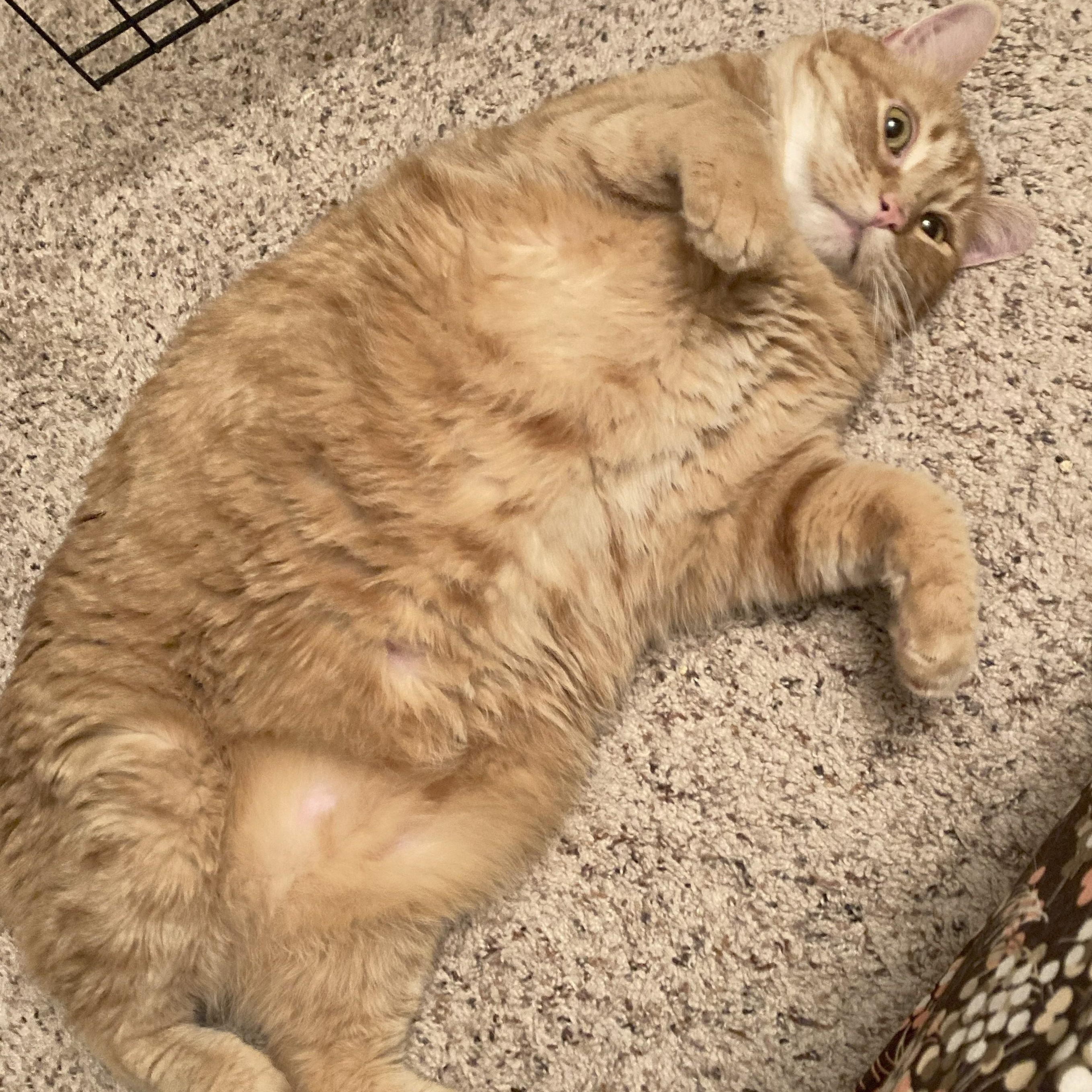 Enlarge Astro, a Adoptable Domestic Short Hair in Albuquerque, NM image 2/3