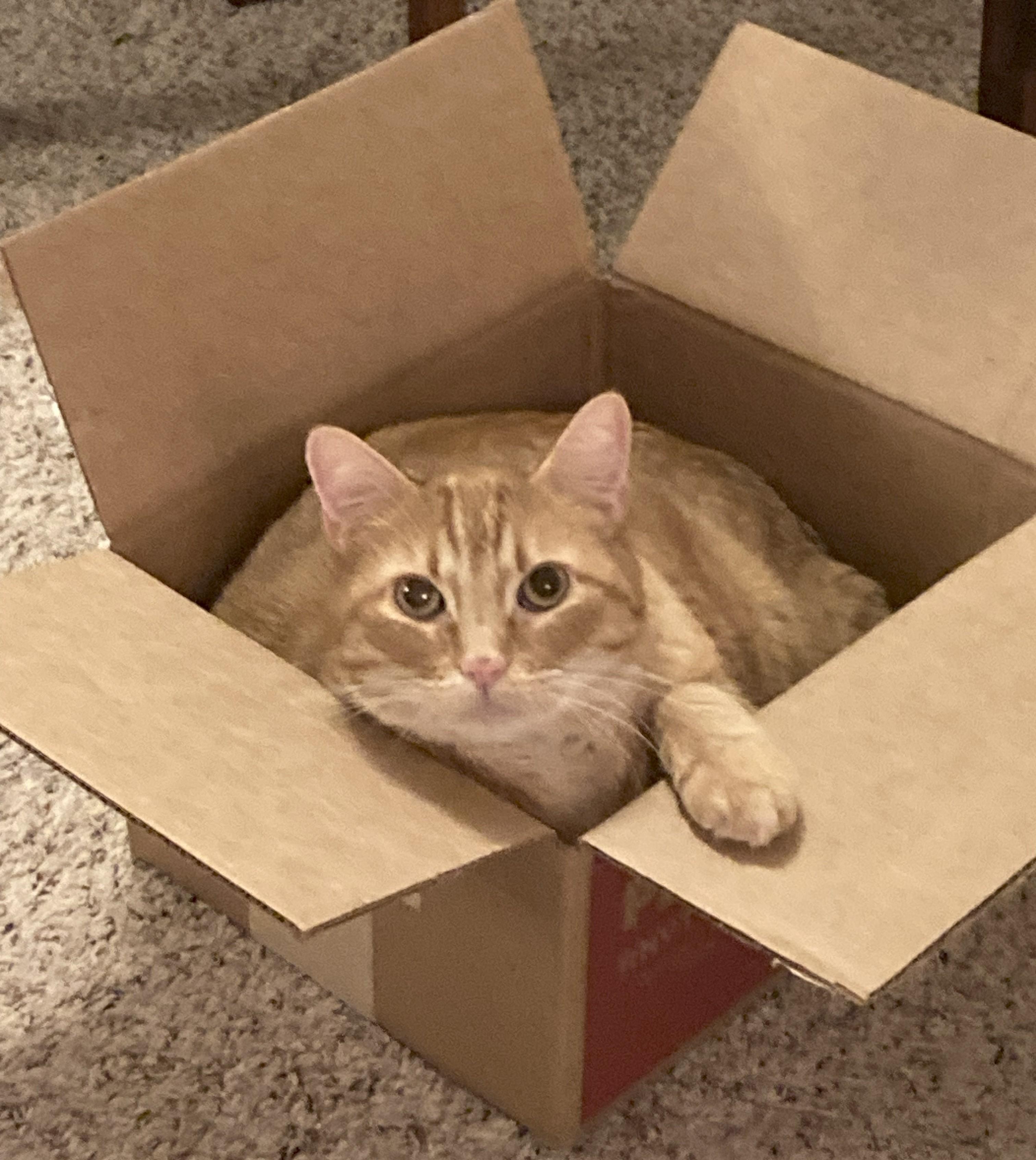 Enlarge Astro, a Adoptable Domestic Short Hair in Albuquerque, NM image 3/3