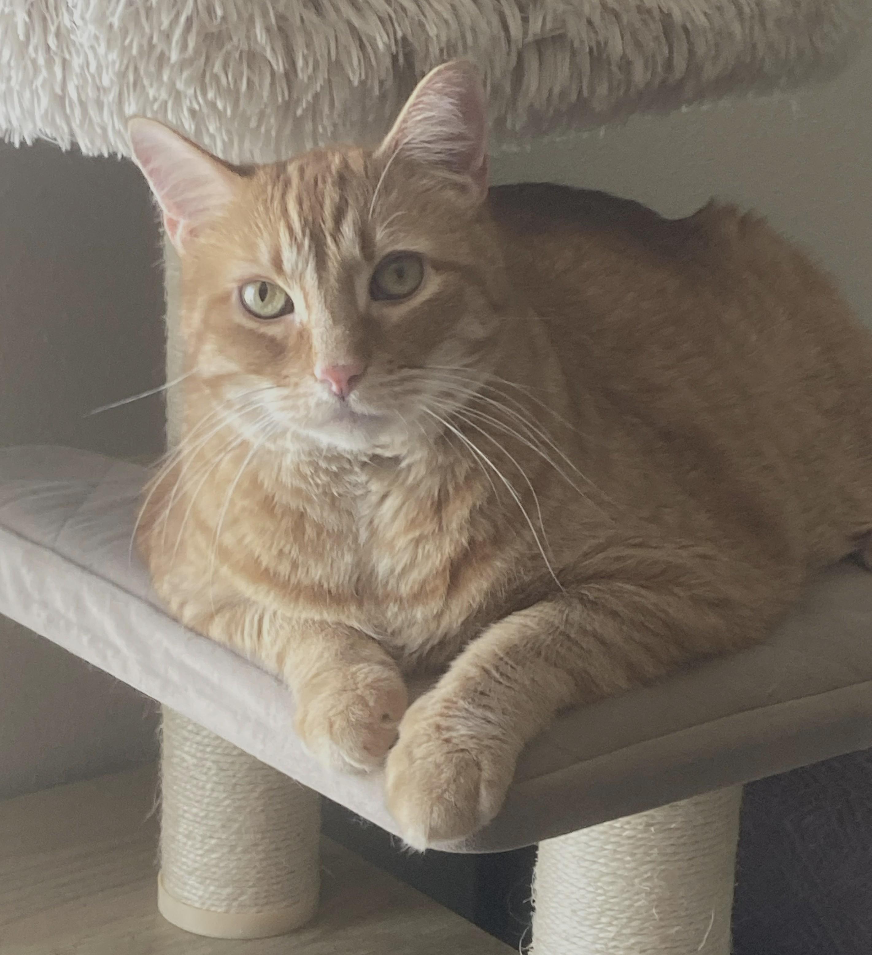 Astro, Adoptable, Adult Male Domestic Short Hair.