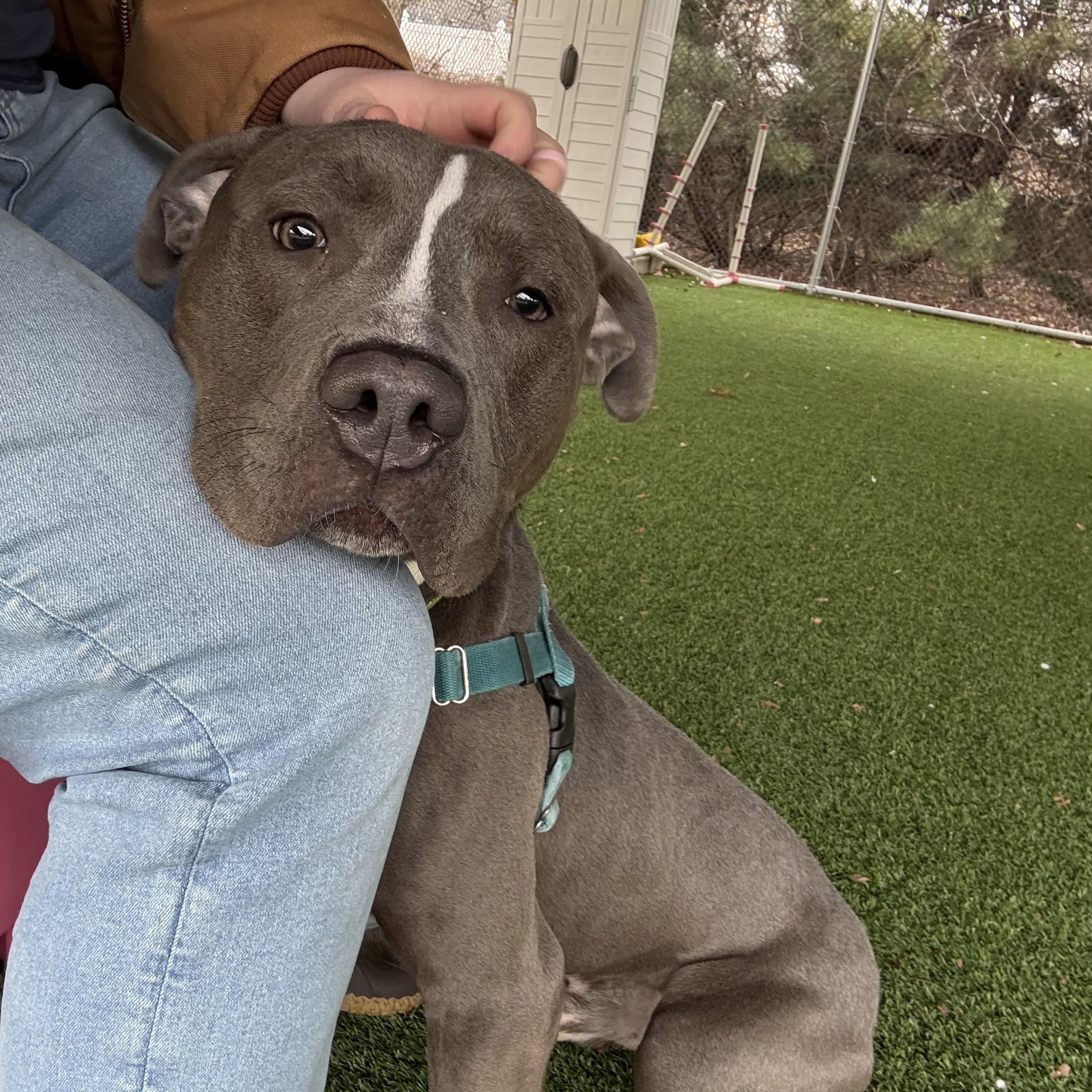 Enlarge Koala, a ADOPTABLE mixed breed in Eatontown, NJ image 3/6