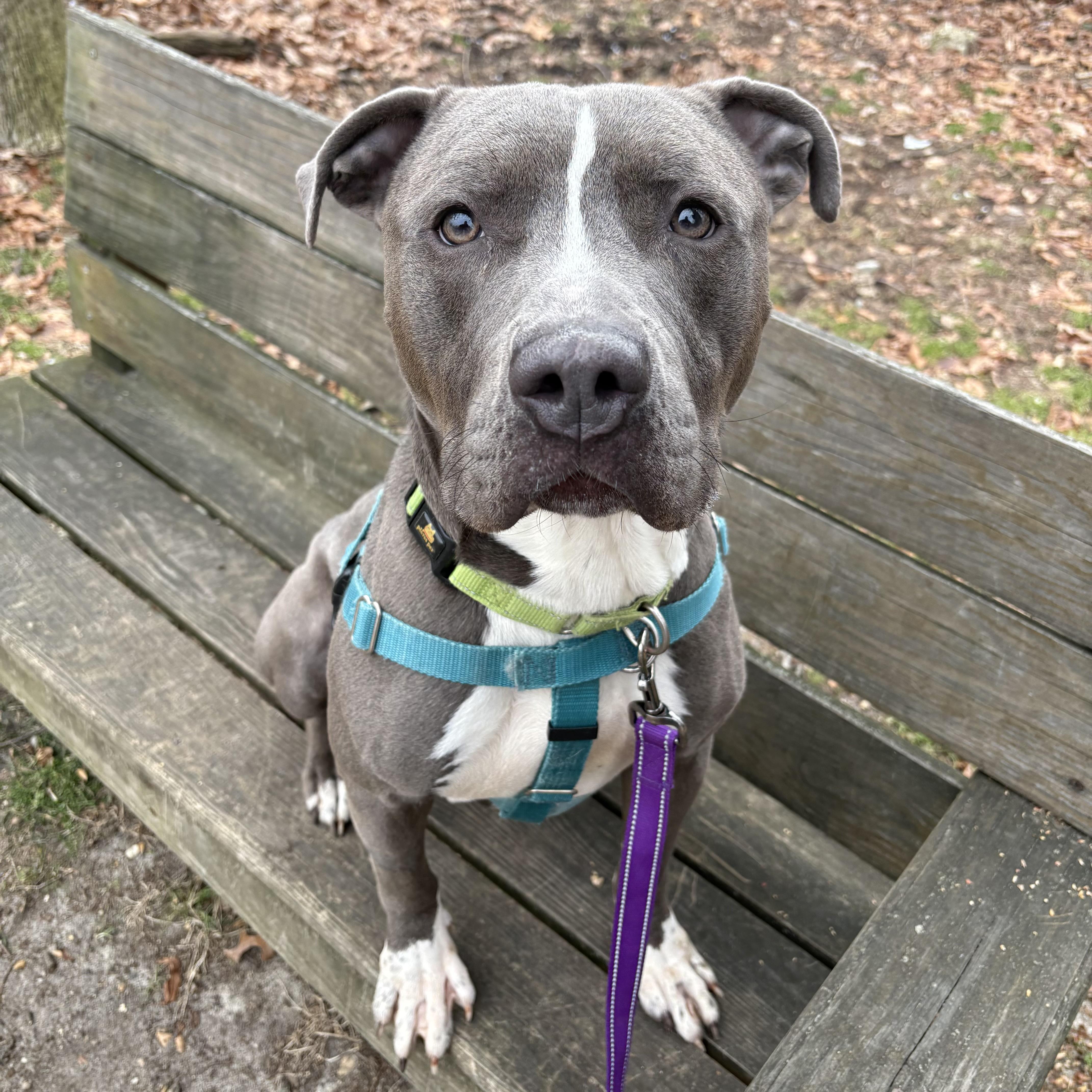 Enlarge Koala, a ADOPTABLE mixed breed in Eatontown, NJ image 1/6