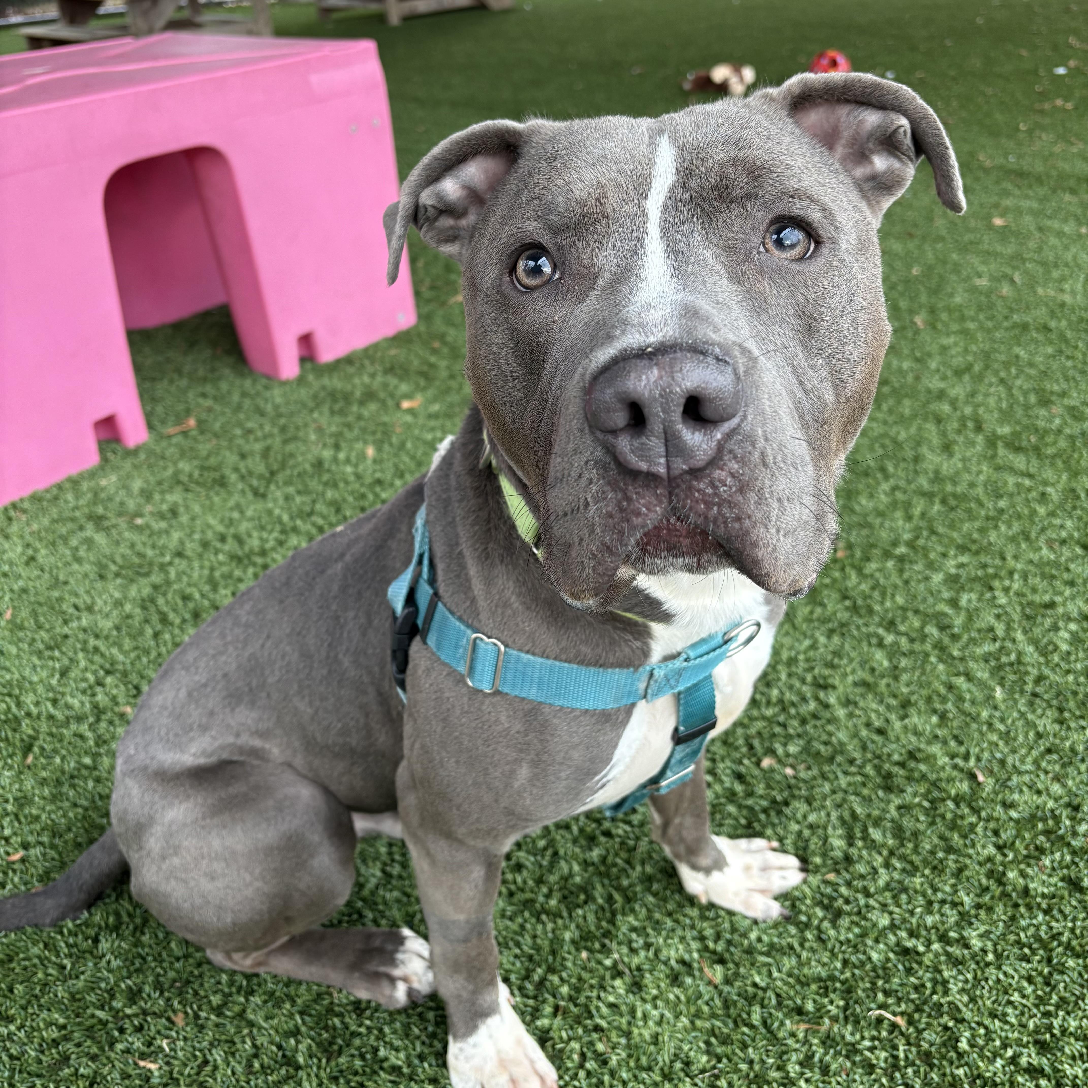 Enlarge Koala, a ADOPTABLE mixed breed in Eatontown, NJ image 5/6