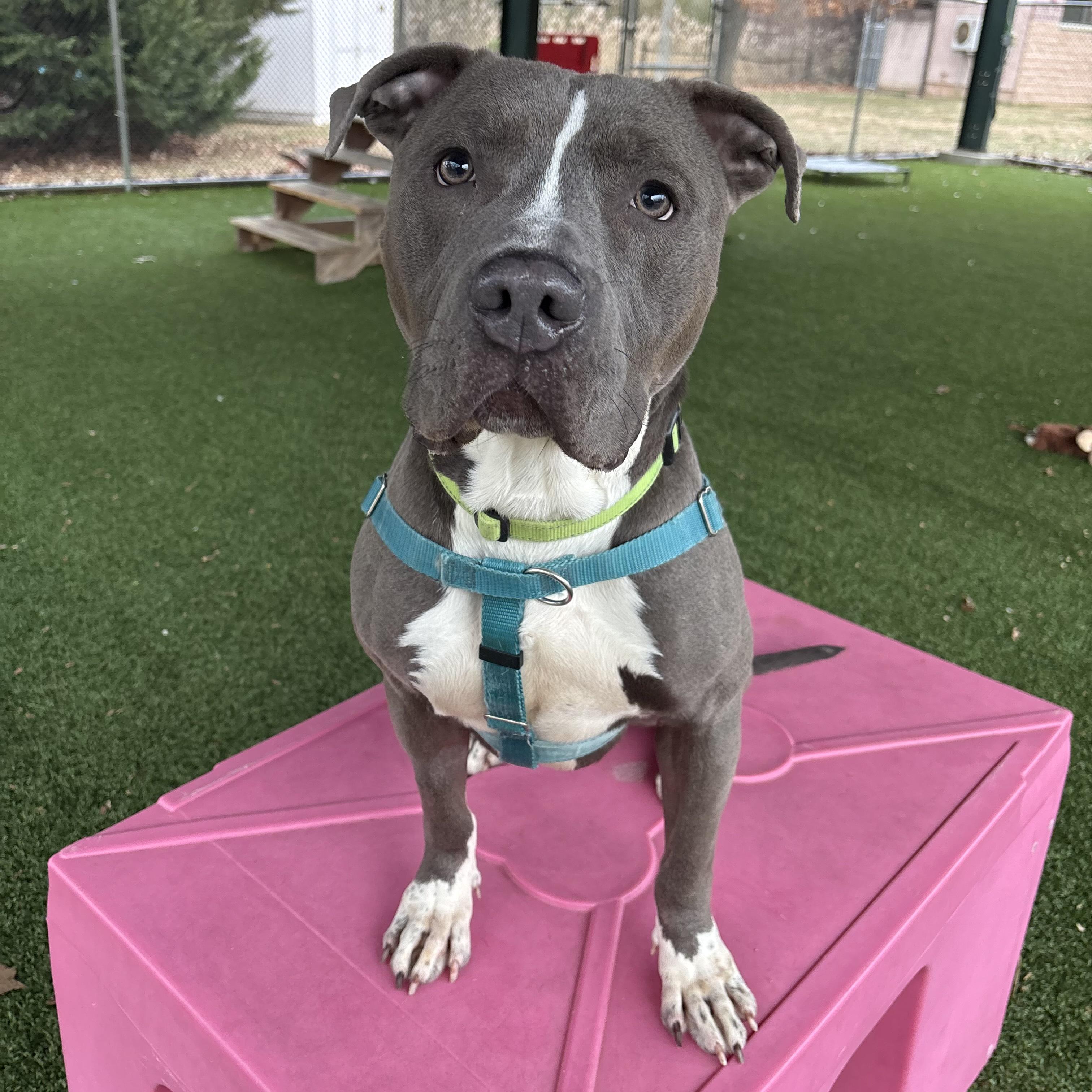 Enlarge Koala, a ADOPTABLE mixed breed in Eatontown, NJ image 2/6