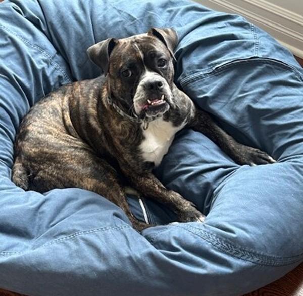 Enlarge Mr. Toad, a Adoptable mixed breed in Skillman, NJ image 1/1