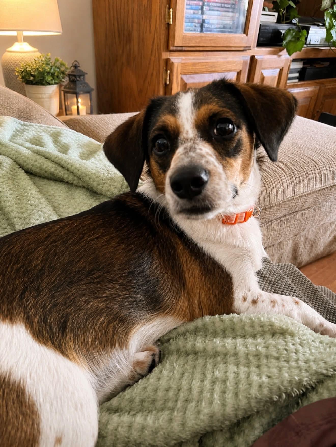 Ryder, ADOPTABLE, Puppy Male Beagle.