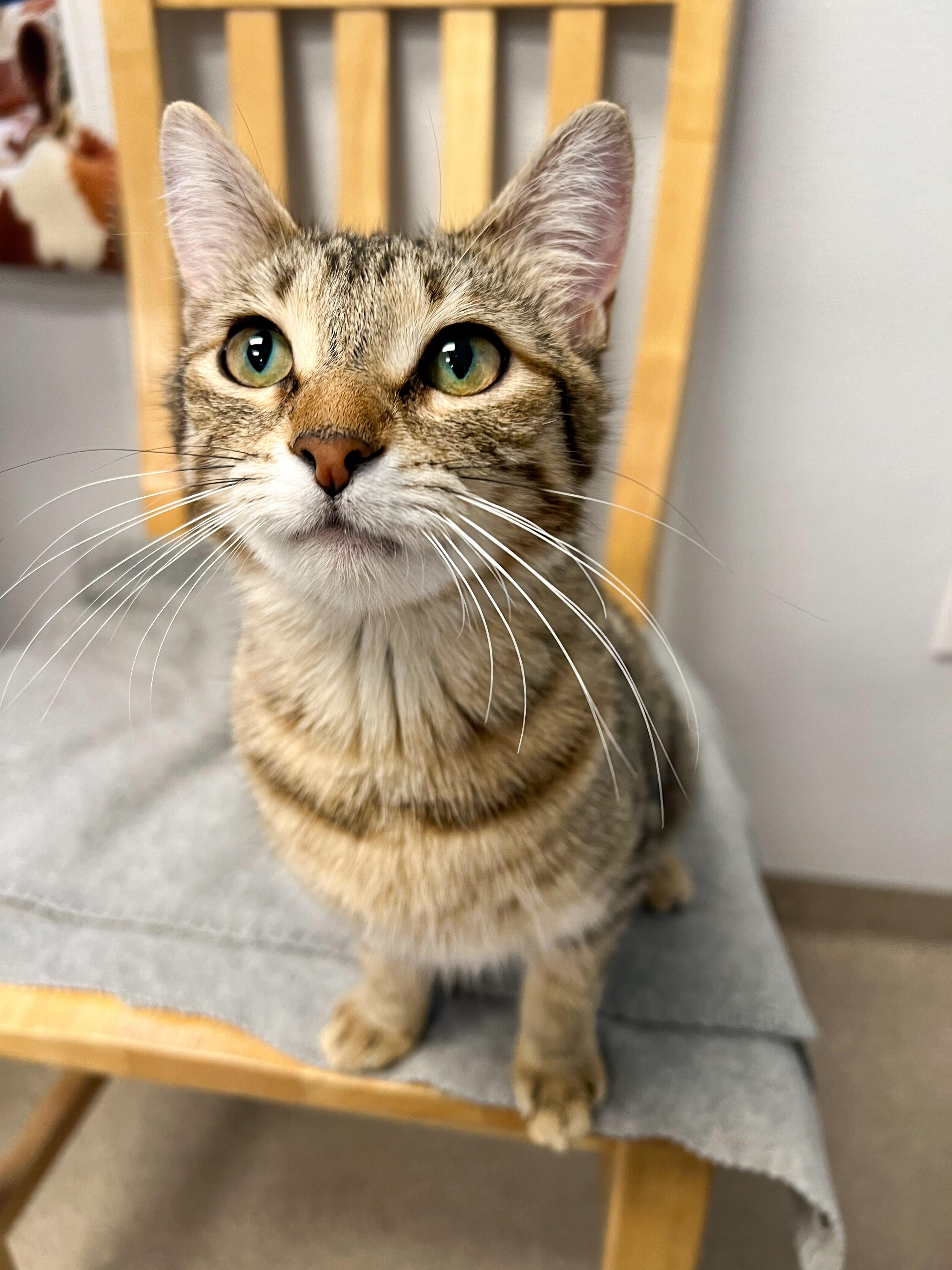 Enlarge Violet, a Adoptable Domestic Short Hair in Arlington Heights, IL image 1/1