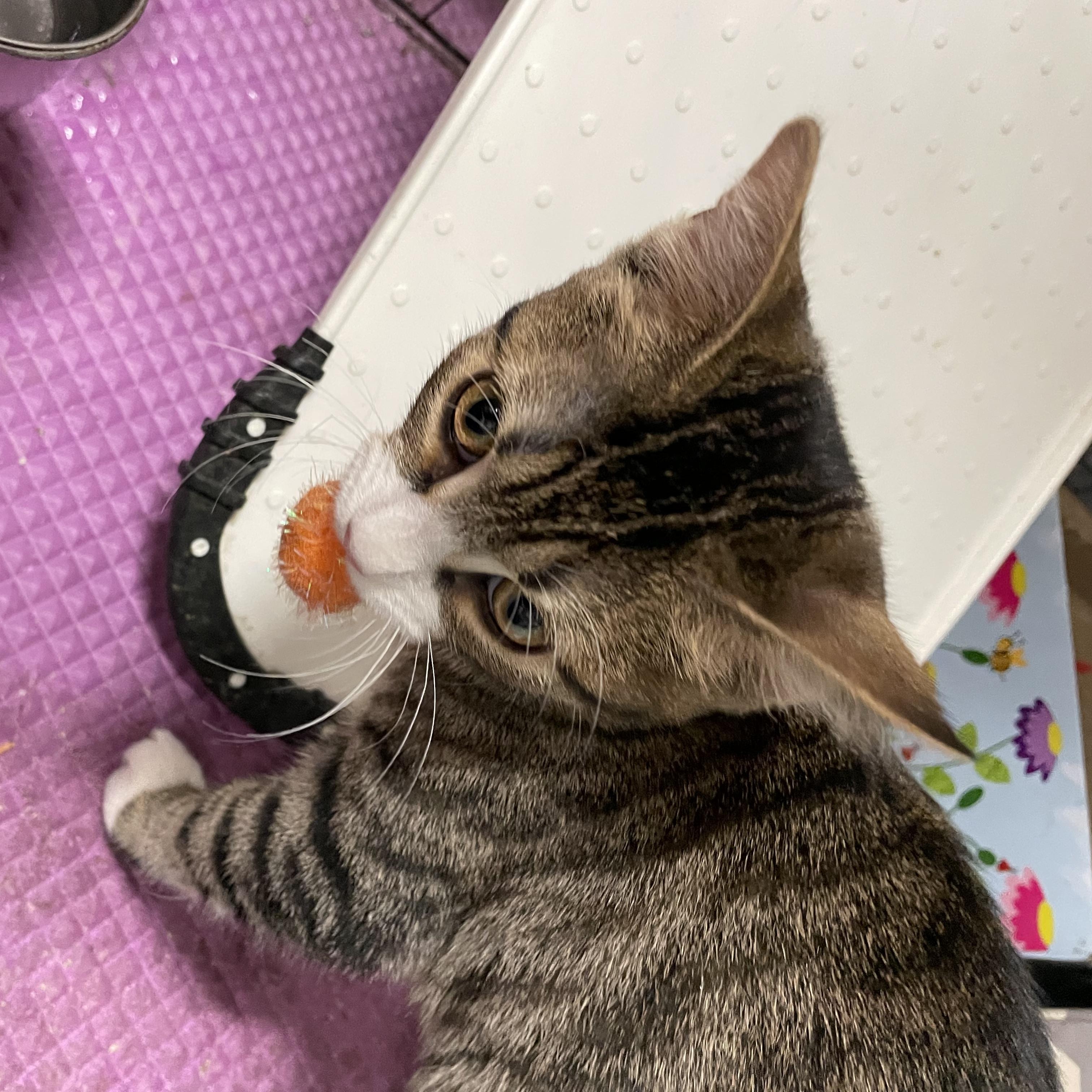 SARAH L - LOVES TO PLAY FETCH!