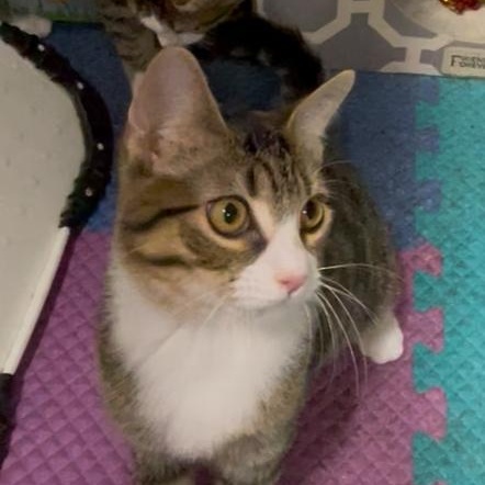 SARAH L - LOVES TO PLAY FETCH!