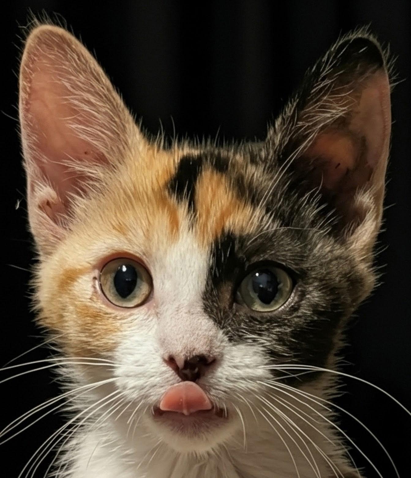 Enlarge Poppy, an adopted Calico in Oakley, CA image 1/1