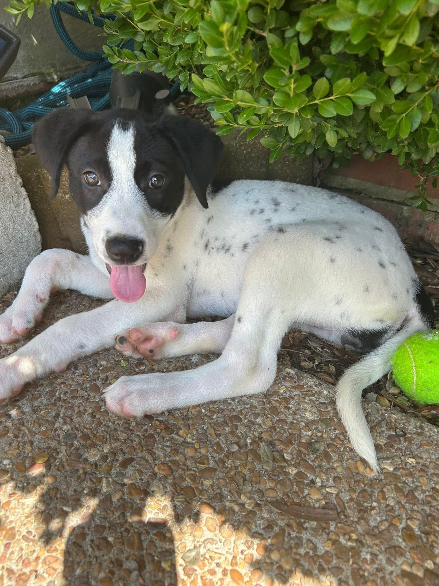IZZY, Baby Female English Springer Spaniel