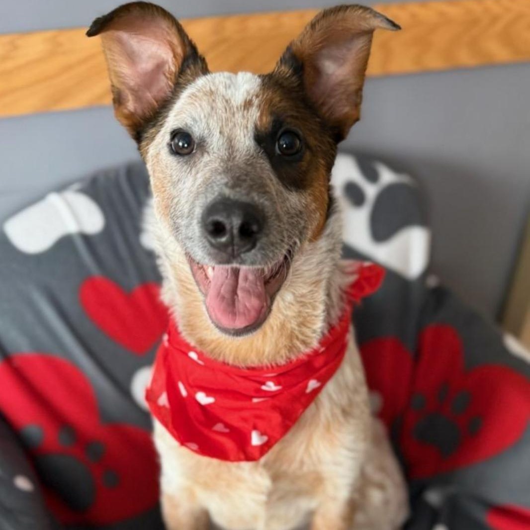 Enlarge Hunter, an adopted mixed breed in Greensburg, PA image 2/6