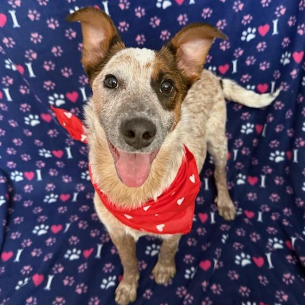 Enlarge Hunter, an adopted mixed breed in Greensburg, PA image 4/6