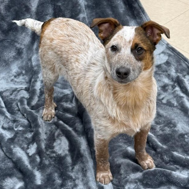 Enlarge Hunter, an adopted mixed breed in Greensburg, PA image 6/6