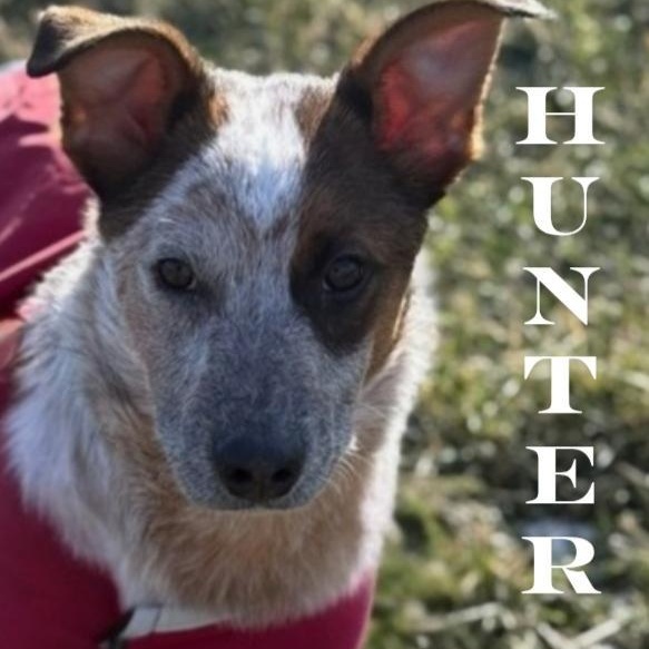 Enlarge Hunter, an adopted mixed breed in Greensburg, PA image 1/6