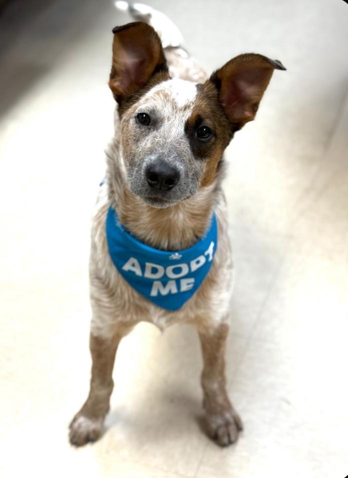 Enlarge Hunter, an adopted mixed breed in Greensburg, PA image 5/6