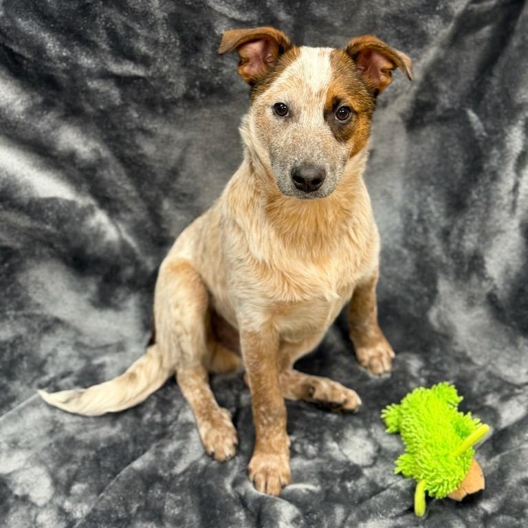 Enlarge Hunter, an adopted mixed breed in Greensburg, PA image 3/6
