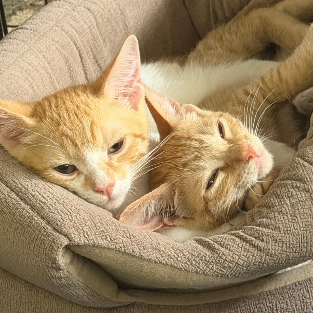 Enlarge Gemini & Cassiopeia, a Adoptable Domestic Short Hair in Oceanside, CA image 1/6