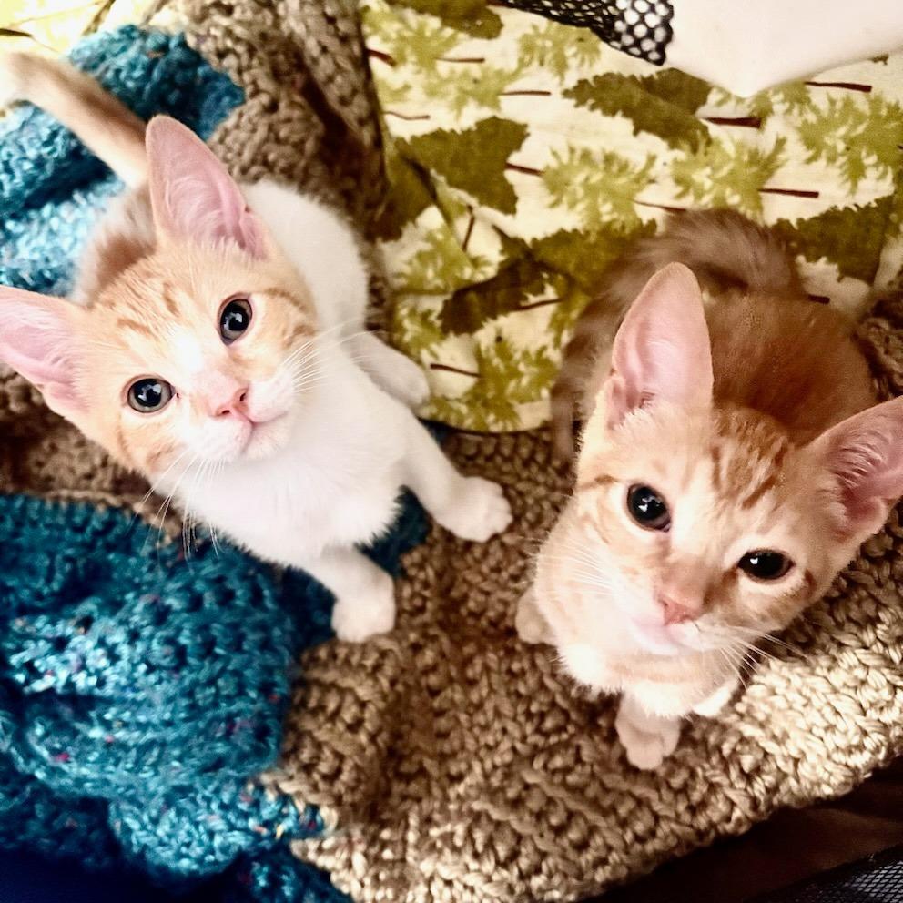 Enlarge Gemini & Cassiopeia, a Adoptable Domestic Short Hair in Oceanside, CA image 2/6