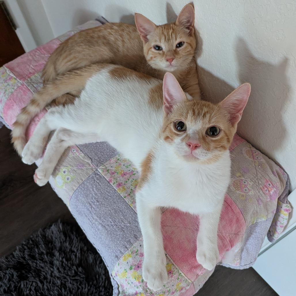 Enlarge Gemini & Cassiopeia, a Adoptable Domestic Short Hair in Oceanside, CA image 3/6