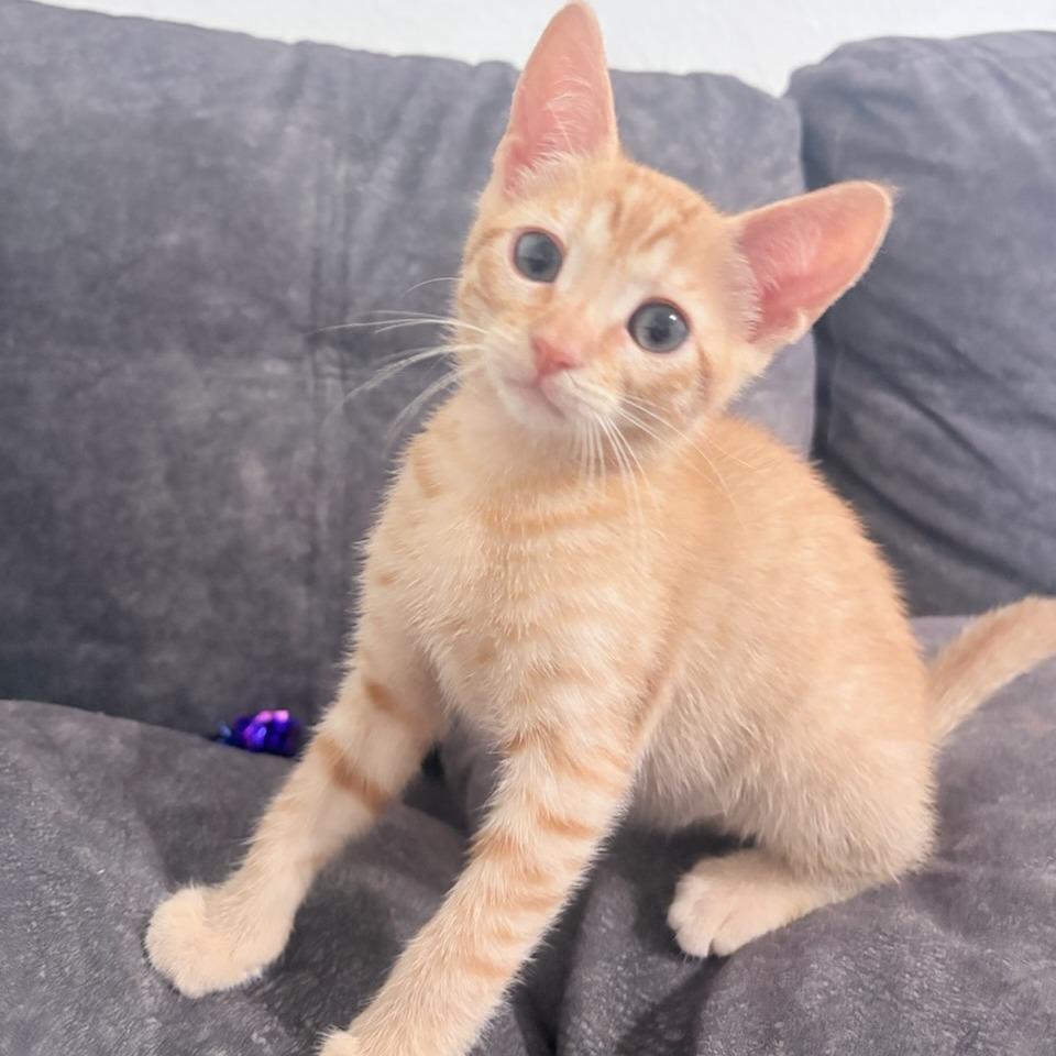Enlarge Gemini & Cassiopeia, a Adoptable Domestic Short Hair in Oceanside, CA image 5/6