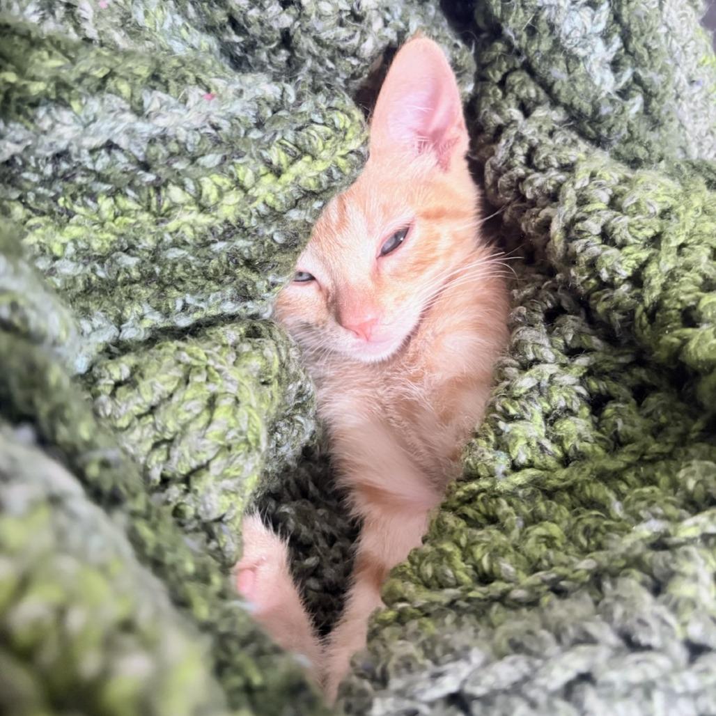 Enlarge Gemini & Cassiopeia, a Adoptable Domestic Short Hair in Oceanside, CA image 6/6