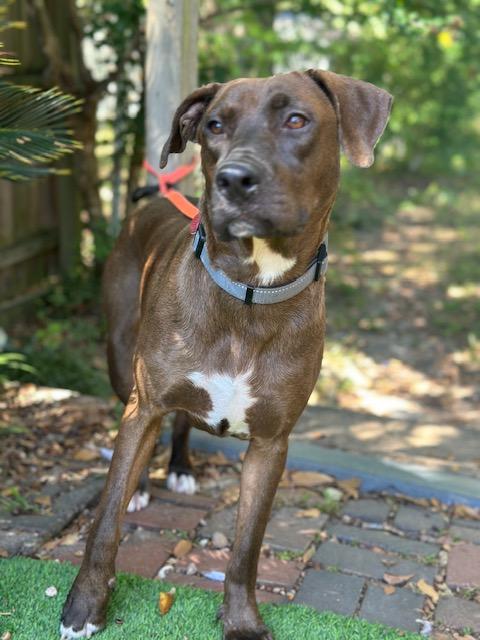 Sadie (Super Gentle and Sweet)