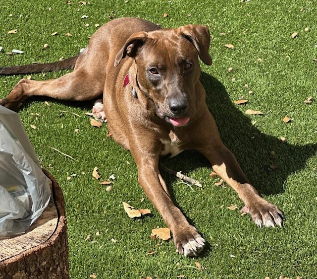 Sadie (Super Gentle and Sweet)