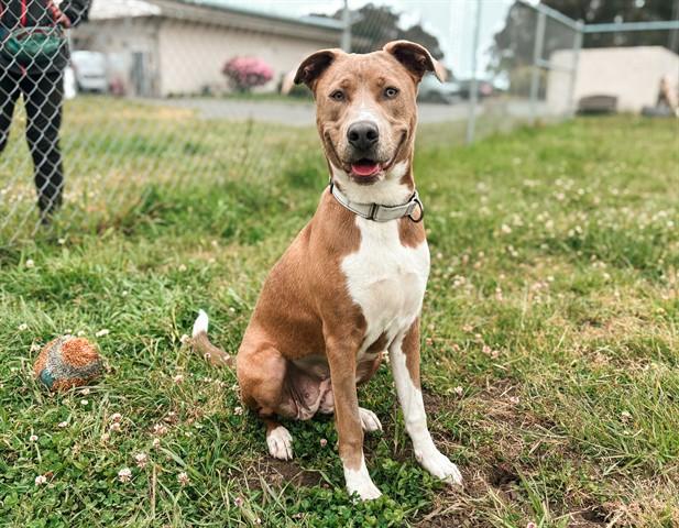 Enlarge ANDROMEDA, a Adoptable mixed breed in McKinleyville, CA image 1/1