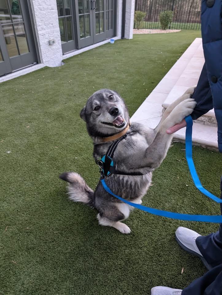 Max and Mike-CAN BE SEPARATED, a ADOPTABLE Siberian Husky in Franklin, TN image 5/5
