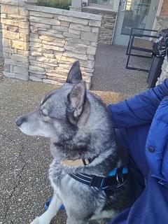 Max and Mike-CAN BE SEPARATED, a ADOPTABLE Siberian Husky in Franklin, TN image 2/5