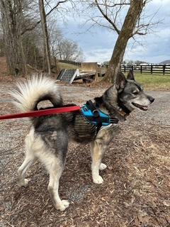 Max and Mike-CAN BE SEPARATED, a ADOPTABLE Siberian Husky in Franklin, TN image 3/5