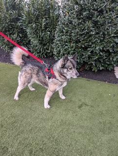 Max and Mike-CAN BE SEPARATED, a ADOPTABLE Siberian Husky in Franklin, TN image 4/5