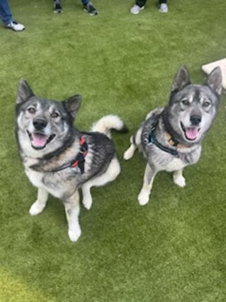 Max and Mike-CAN BE SEPARATED, ADOPTABLE, Young Male Siberian Husky.