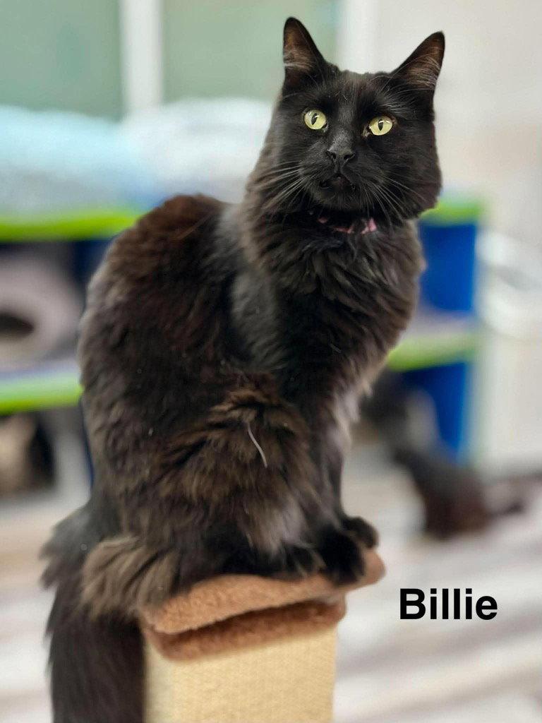 Billie (Heather), Adoptable, Adult Female Domestic Long Hair.